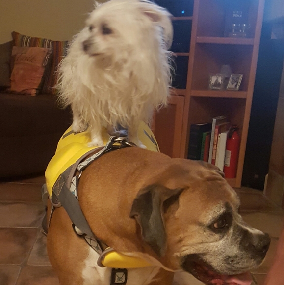 Meet your Posher, Roxann - Picture 3 of 5